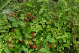 Fragaria vesca Bosaardbei bestellen